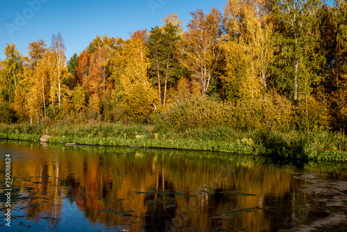 River bank with autumn forest. Trees on the shore of the lake with yellow leaves.