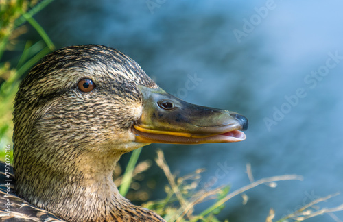 The head of a wild duck in close-up.