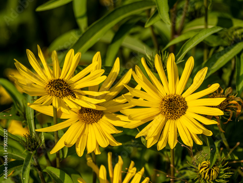 Jerusalem artichoke flowers are yellow in close-up.