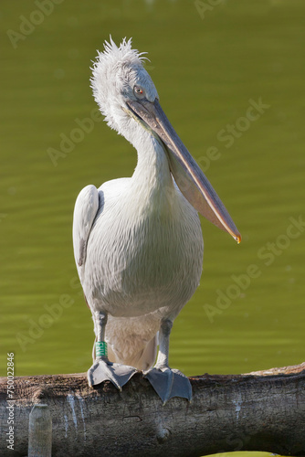 Dalmatian pelican photo