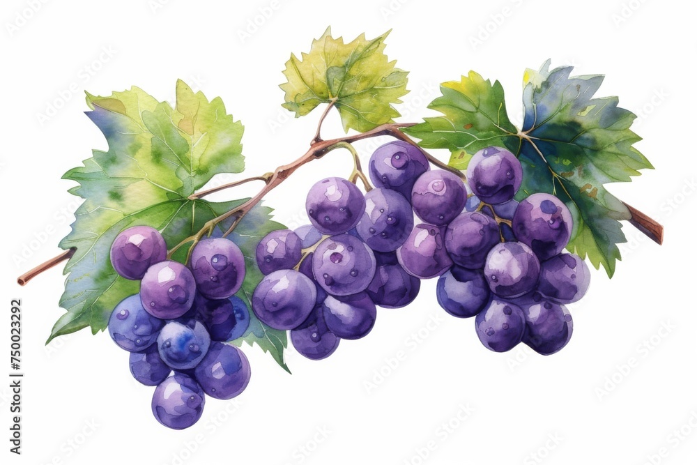 Fototapeta premium watercolor grape beautiful fruit with leaves,white background