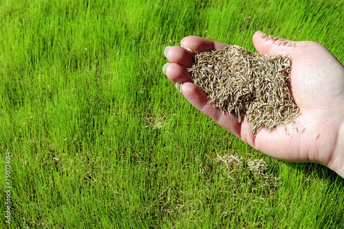 a handful of grass seed