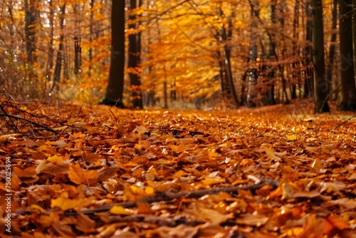 Autumn Forest Road with Yellow Leaves Background