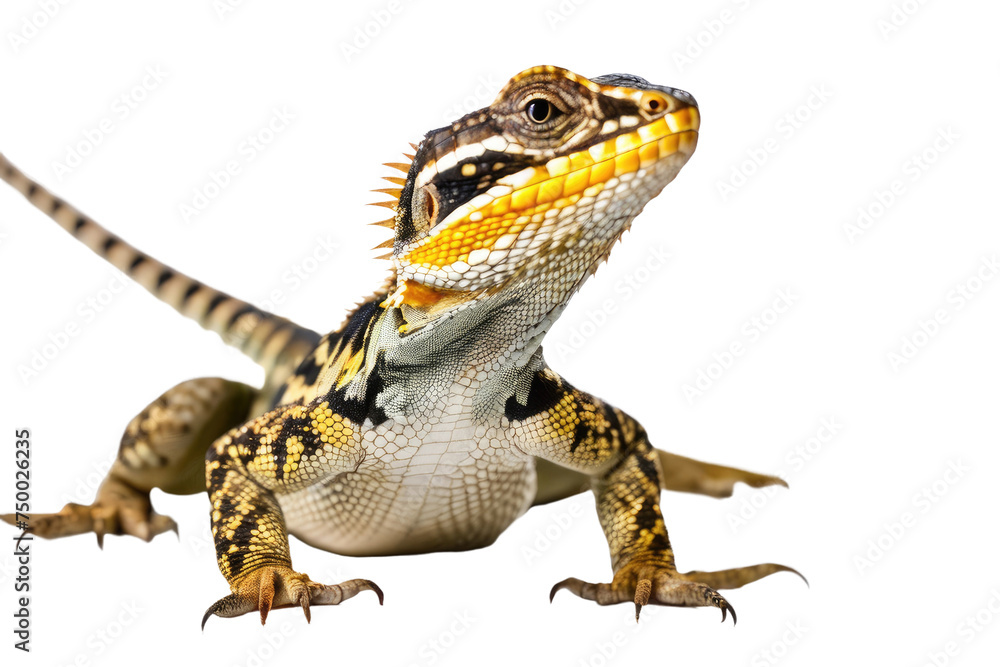 Fototapeta premium a high quality stock photograph of a single happy satisfied box lizard reptile full body isolated on a white background