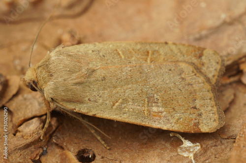 Closeup on the lesser yellow underwing owlet moth, Noctua comes sitting on wood photo