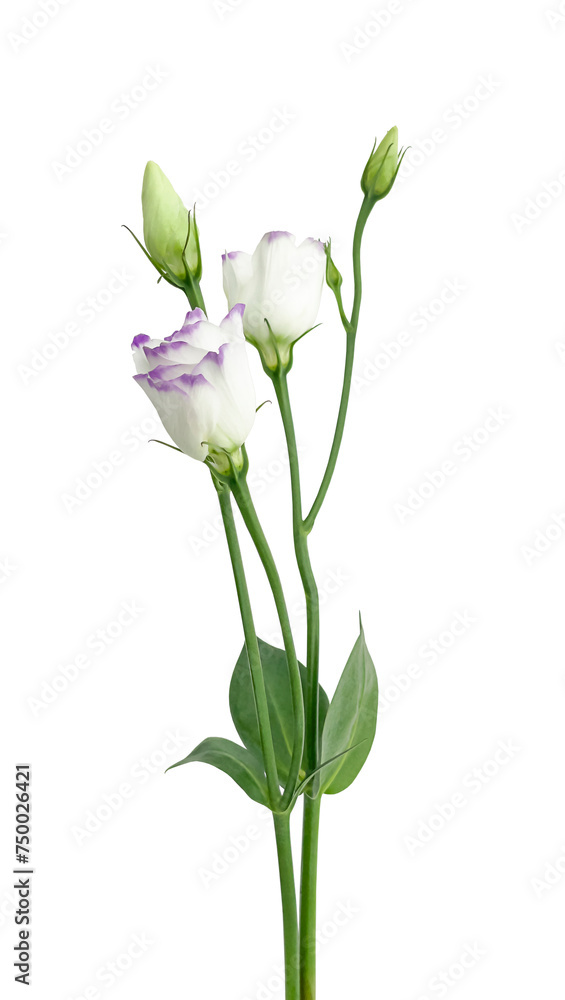 The flower is isolated on a white background. Eustoma. A delicate, spring-like, white flower with purple petals. A blooming flower and a bud.