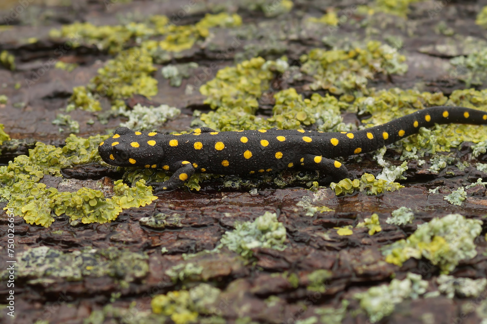 Full body closeup on a beautiful , terrestrial adult Anatolian spotted newt, Neurergus strauchii strauchii