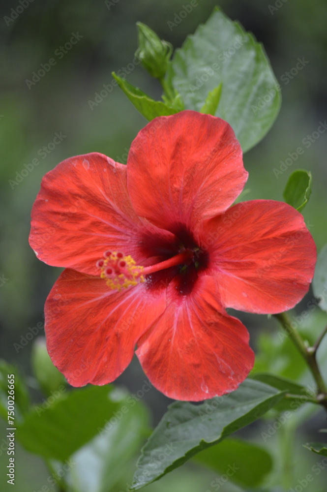 Hibiscus Hibiscus