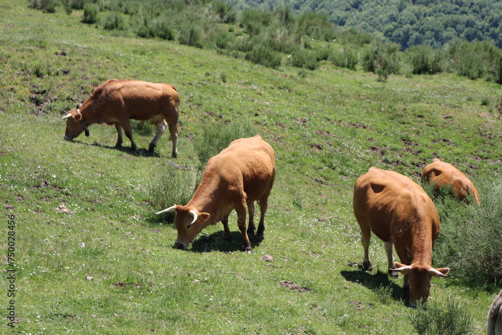 beautiful nature park full of animals of all kinds beautiful nature park full of animals of all kinds