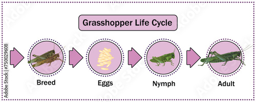 Grasshopper life Cycle vector for Education,Agricultural,Science,Graphic design,Artwork.