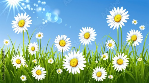 Daisies in the grass against a background of blue sky and bright sun. Summer floral card, banner © Alesia