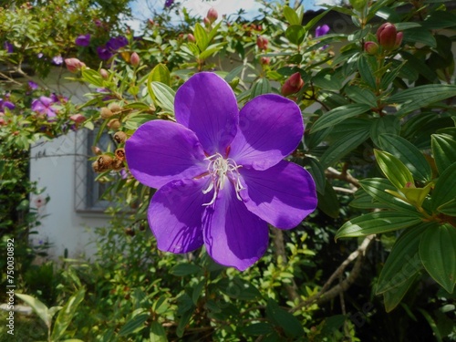 planta flor quaresmeira - Tibouchina granulosa   photo