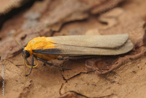 Closeup on a male our-spotted footman moth, Lithosia quadra sitting on wood photo