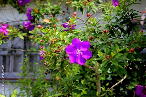 planta flor quaresmeira - Tibouchina granulosa   photo