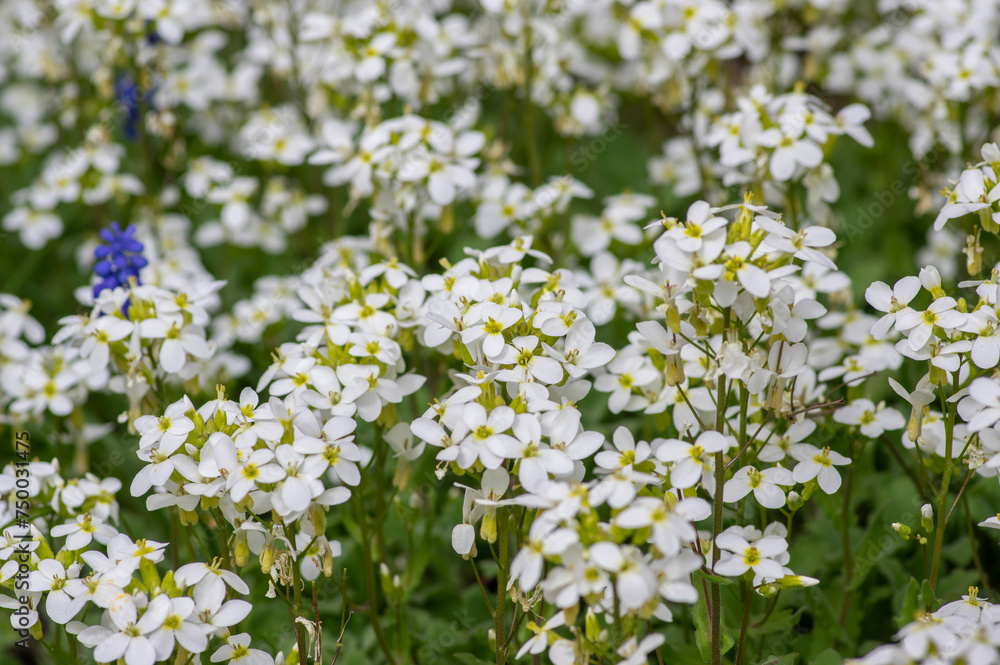 Arabis caucasica ornamental garden white flowers in bloom, mountain rock cress flowering plants in the garden Arabis caucasica ornamental garden white flowers in bloom, mountain rock cress flowering plants in the garden