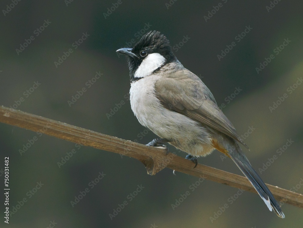 The white-eared bulbul sitting on a branch at Bharatpur Keuladeo Bird Sanctuary The white-eared bulbul sitting on a branch at Bharatpur Keuladeo Bird Sanctuary
