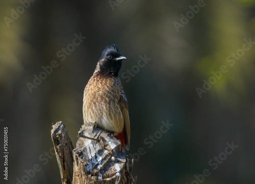 The red-vented bulbul sitting on a branch at Bharatpur Keuladeo Bird Sanctuary photo