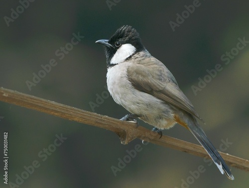 The white-eared bulbul sitting on a branch at Bharatpur Keuladeo Bird Sanctuary