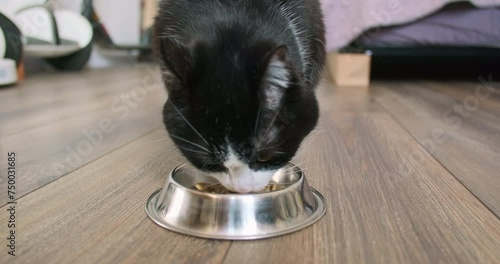 Owner puts a plate of cat food, hungry cat quickly runs and start eating. Indoors, close-up