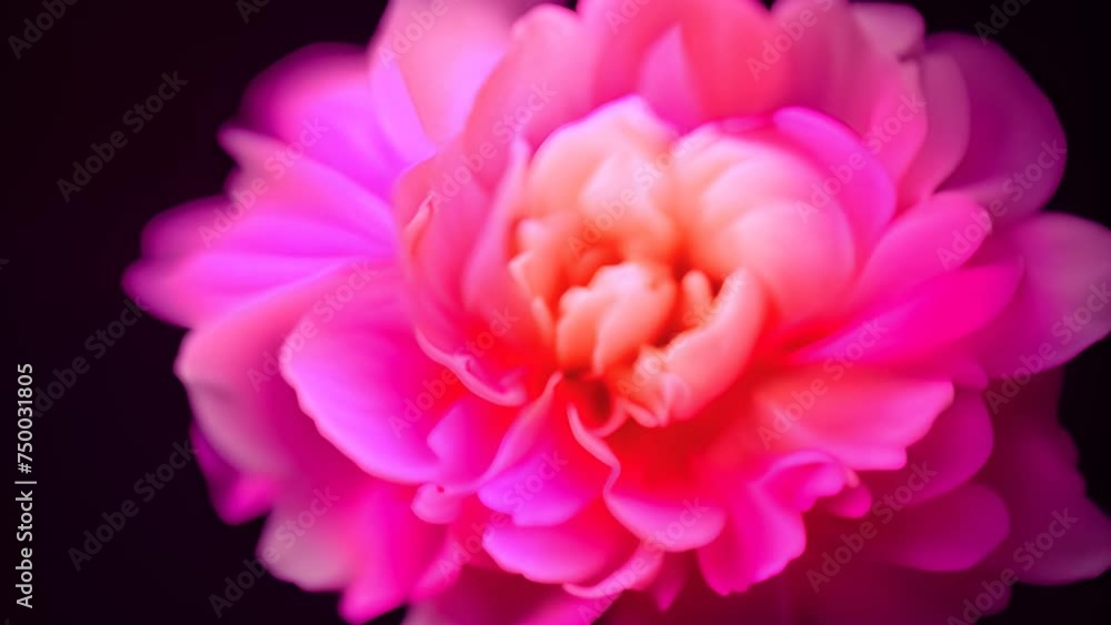 Pink Peony Blooming Against Black Background Generative AI Pink Peony Blooming Against Black Background Generative AI