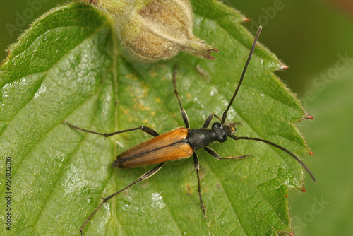 Closeup on the European black-striped longhorn beetle, Stenurella melanura, on a green leaf