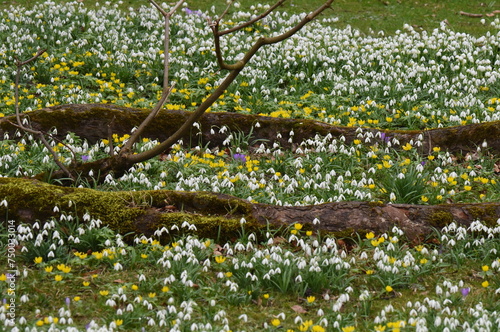 common snowdrop Galanthus nivalis