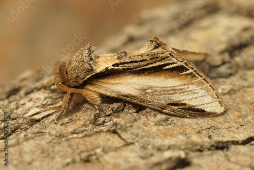 Closeup on a Swallow Prominent owlet moth, Pheosia tremula sitting on wood