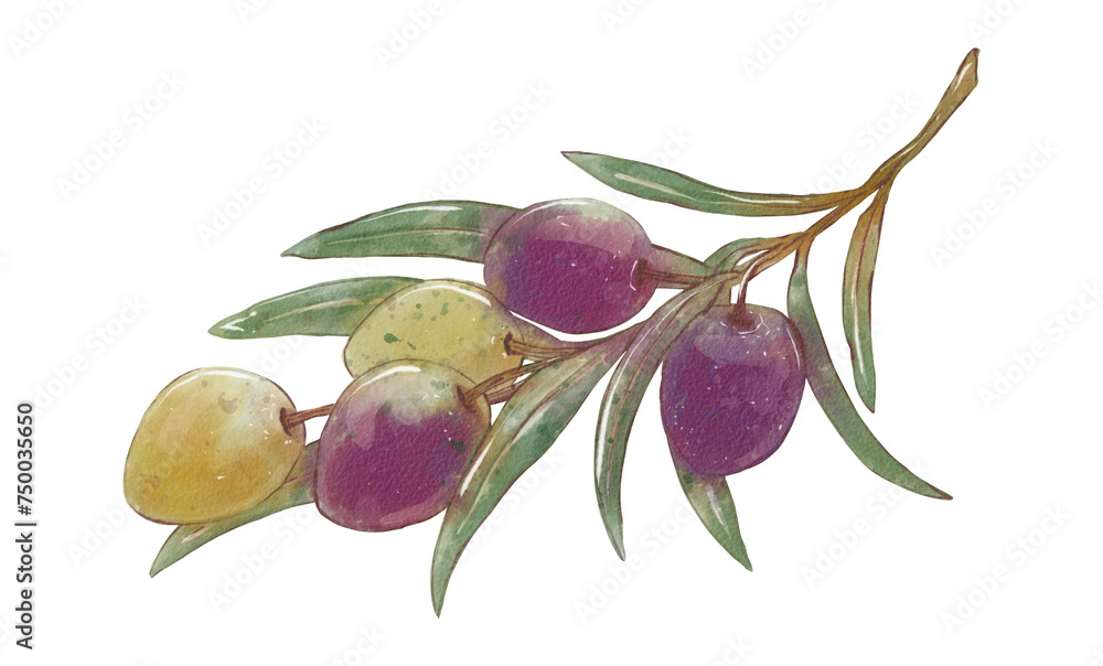 Watercolor olive tree branch. Branch with ripe green and black olives ...