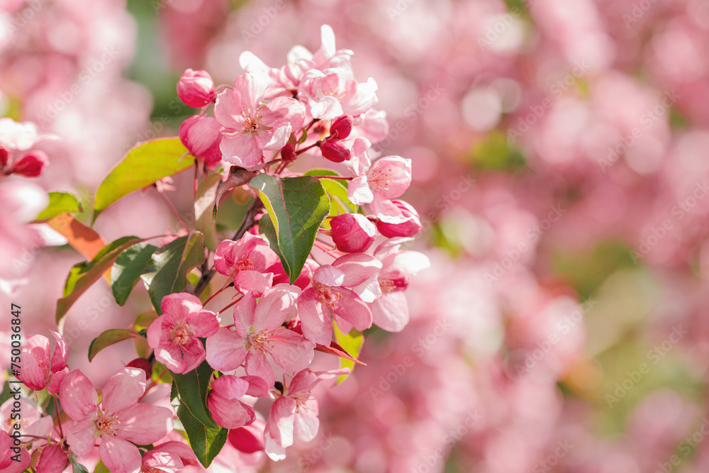 Pink apple tree flowers at sunlight, spring blooming red blooms on blurred bokeh background, Beauty nature scenery in garden, delicate petals of blooms on branches Pink apple tree flowers at sunlight, spring blooming red blooms on blurred bokeh background, Beauty nature scenery in garden, delicate petals of blooms on branches