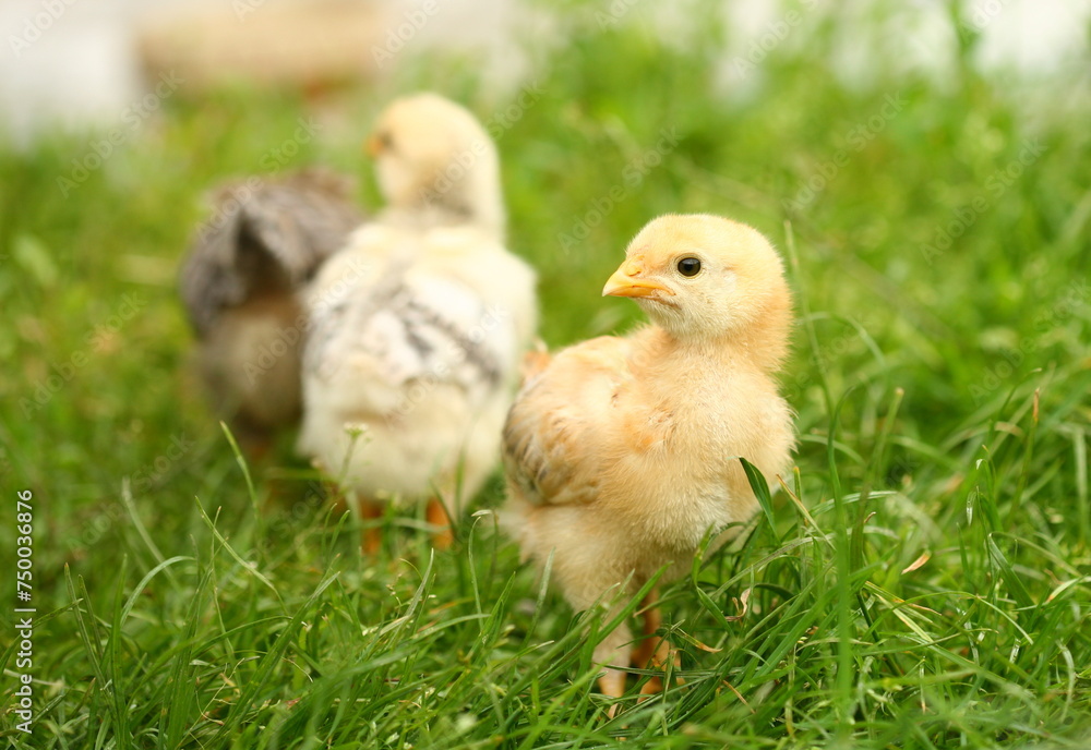 Baby chicks in the grass