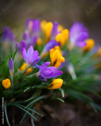 Fototapeta Naklejka Na Ścianę i Meble -  purple and yellow flowers