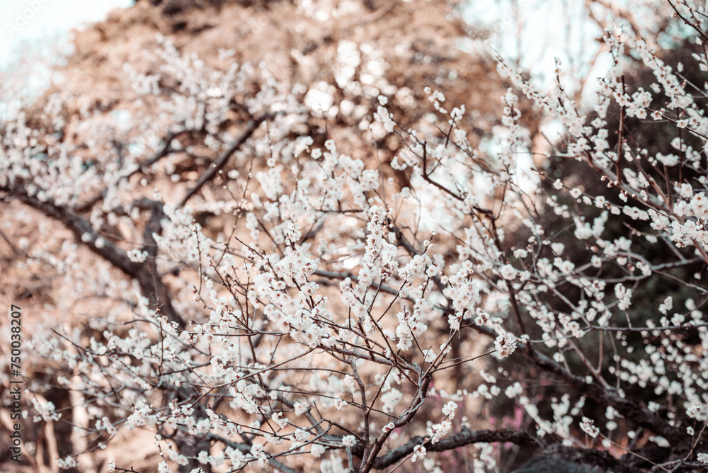 満開の梅の花 満開の梅の花