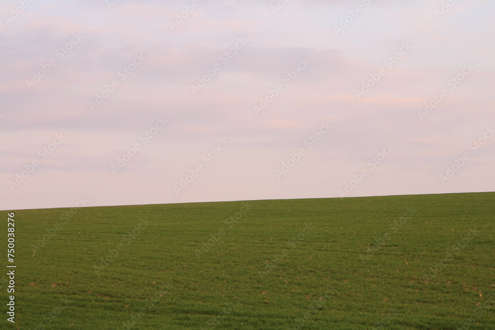 A field with a pink sky