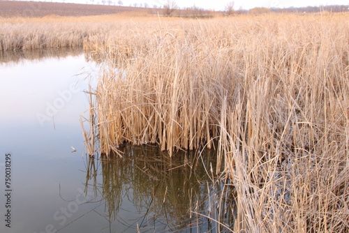 A swamp with tall grass