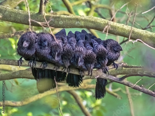 A large group of Groove-billed Ani, Crotophaga sulcirostris  huddles in the morning sun in winter. Colombia. photo