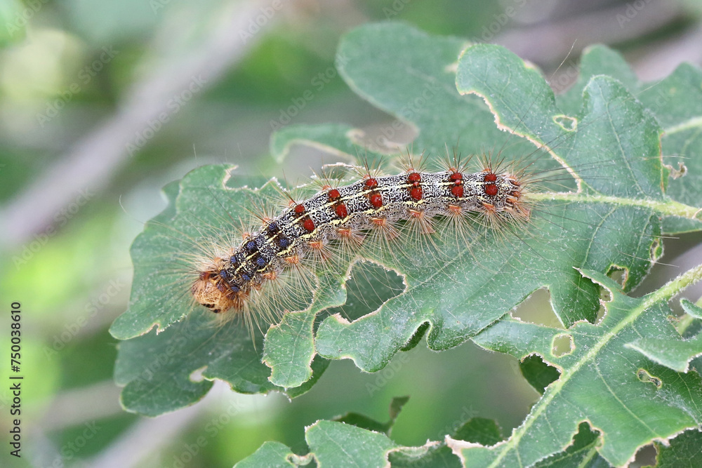 Naklejka premium Gypsy Moth caterpillar (Lymantria dispar dispar) on oak leaf, taken in Herzegovina.