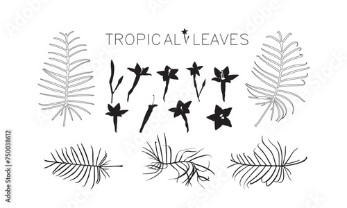 Cypress vine silhouette. tropical leaves and flowers. kunjholota. silhouette leaves designs photo