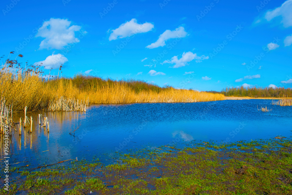 Reed along the edge of a lake and a blue cloudy sky in sunlight in winter, Almere, Flevoland, The Netherlands, March 01, 2024