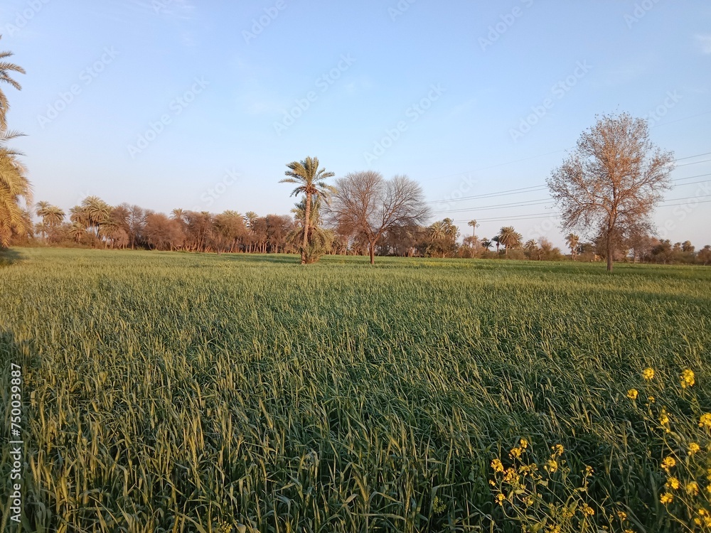 Beautiful green landscape with date palm tree and sky Beautiful green landscape with date palm tree and sky