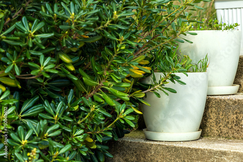 Close-up of vibrant green plants in white ceramic pots on outdoor steps.