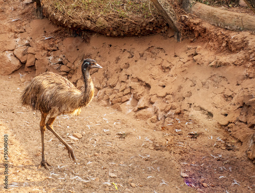 Emu bird in Nandan Kannan  forest of Orissa, India. photo