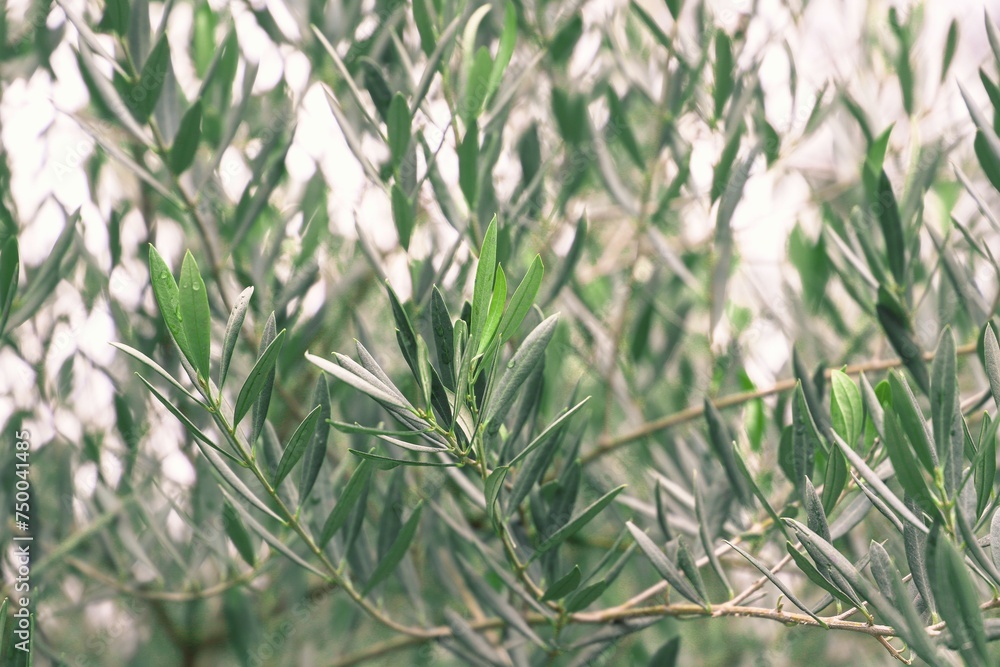 Fototapeta premium closeup of an olive tree plant - foliage. green background