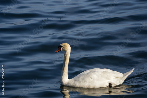 Portrait of a european swan in sunlight in zurich see  zurich lake  switzerland
