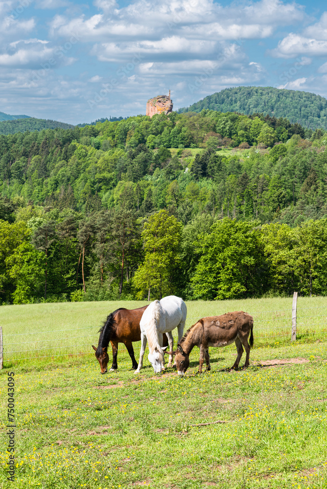 Zwei Pferde und ein Maultier grasen in der Sonne auf einer Wiese am Gimbelhof vor bewaldeten Bergen des frühlingshaften Wasgaus und der Burgruine Fleckenstein auf einem Sandsteinfelsen