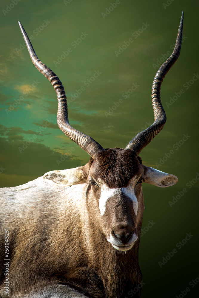 Fototapeta premium Majestic Stance: Antelope with Long, Curved Horns