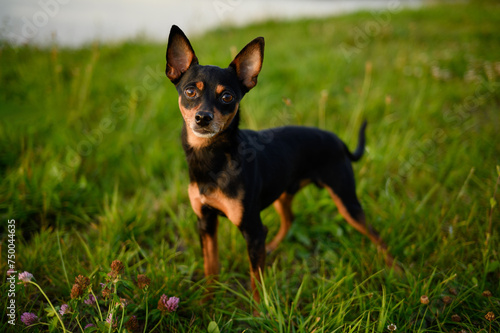 Portrait of a smooth-haired Russian Toy Terrier dog on a sunny summer day during a walk. Decorative dog, a faithful companion of man. Pet walking concept. Postcard