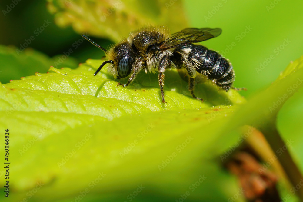 Closeup macro shot of worn old male spined mason bee, Osmia spinulosa solitary bee on green leaf in the garden Closeup macro shot of worn old male spined mason bee, Osmia spinulosa solitary bee on green leaf in the garden