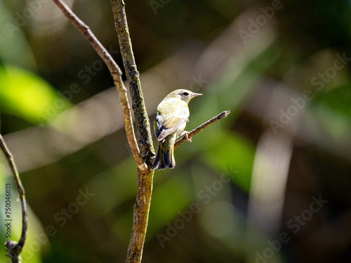 A Tennessee Warbler, Leiothlypis peregrina, sits on a twig and searches for food. Colombia. photo