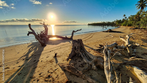 Old tree trunk on a beach at the sunrise