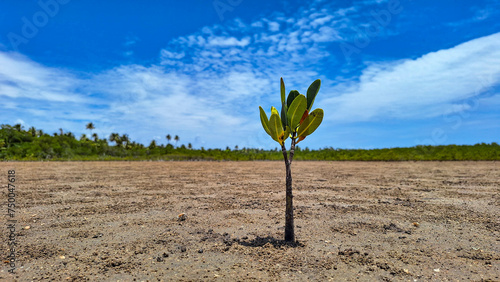 Mangrove propagule lying on a tidal flat